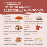 Mushroom Chicory Natural