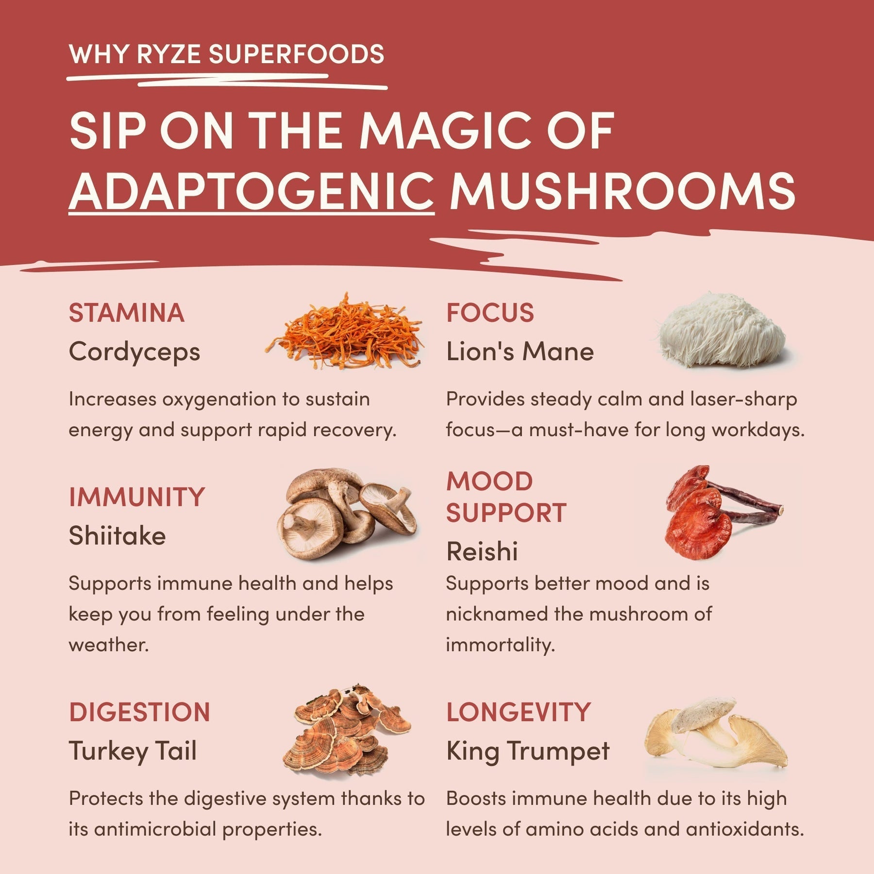 Mushroom Chai Natural Extra
